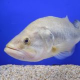 ながら、ながら、ながら～。ながらを食べ～ると～