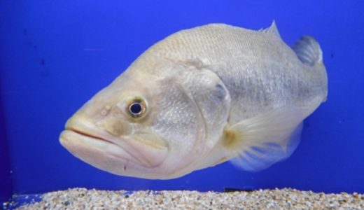 ながら、ながら、ながら～。ながらを食べ～ると～